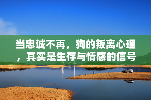 当忠诚不再，狗的叛离心理，其实是生存与情感的信号，狗的叛离心理，生存与情感的信号