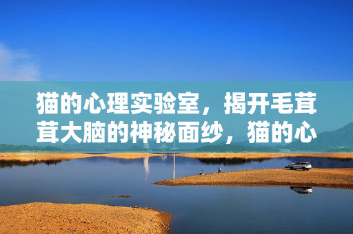 猫的心理实验室，揭开毛茸茸大脑的神秘面纱，猫的心理实验室，揭开毛茸茸大脑的神秘面纱
