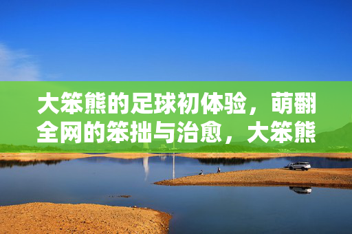 大笨熊的足球初体验，萌翻全网的笨拙与治愈，大笨熊足球初体验，笨拙萌态治愈全网