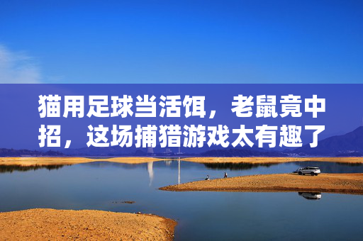 猫用足球当活饵，老鼠竟中招，这场捕猎游戏太有趣了！猫用足球当活饵，老鼠竟中招，这场捕猎游戏太有趣了！