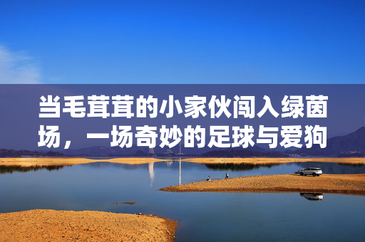 当毛茸茸的小家伙闯入绿茵场，一场奇妙的足球与爱狗的邂逅，毛茸茸小家伙闯绿茵场，一场足球与爱狗的奇妙邂逅