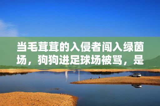 当毛茸茸的入侵者闯入绿茵场，狗狗进足球场被骂，是规则坚守还是情感错位？