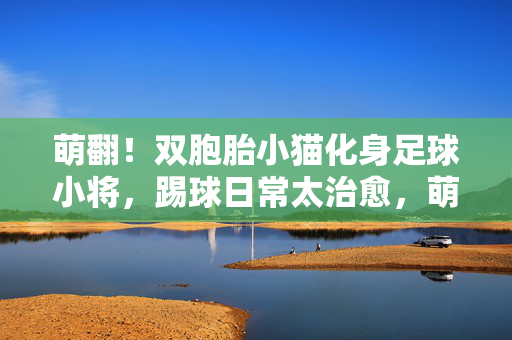 萌翻！双胞胎小猫化身足球小将，踢球日常太治愈，萌翻！双胞胎小猫化身足球小将，踢球日常太治愈