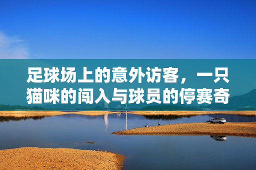 足球场上的意外访客，一只猫咪的闯入与球员的停赛奇遇