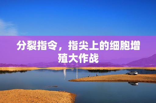 分裂指令，指尖上的细胞增殖大作战