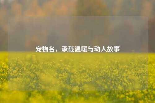 宠物名，承载温暖与动人故事